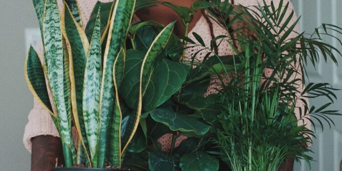 Gardening Therapy How Plants Improve Mental Health