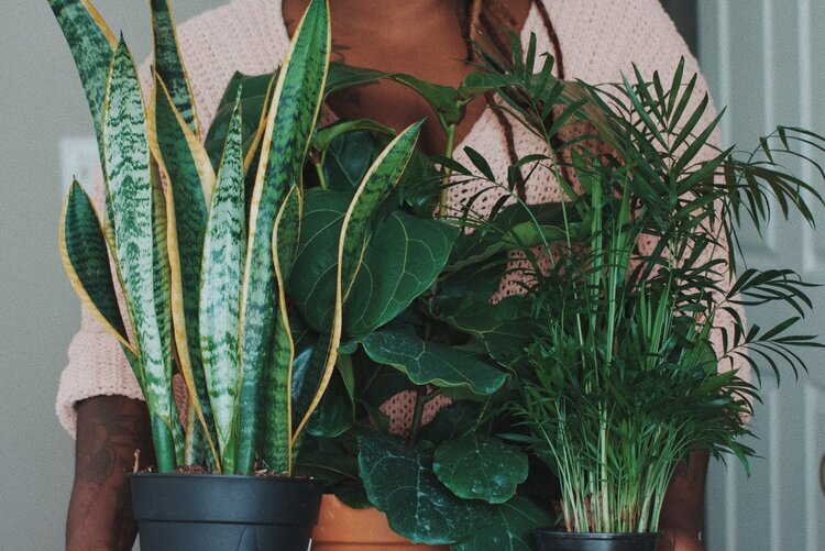How Indoor Plants Improve Mental Health - Top 5 Plants Gardening Therapy: How Plants Improve Mental Health